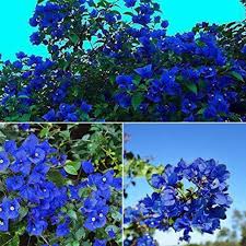 Bougainvillea Bougainvillea Spectabilis Rare Blue Flower Seeds for Planting – Suitable for Bonsai and Balcony Gardens | Pcs