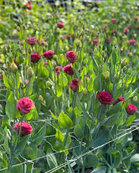 White & Red Eustoma (Lisianthus) Flower Seeds for Planting - Heirloom, NON-GMO Garden Seeds Dhara Seeds