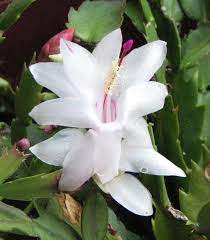 White Schlumbergera Flower Planting Seeds for Garden NON GMO Seeds Dhara Seeds