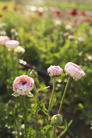 Ranunculus Seeds - White Picotee