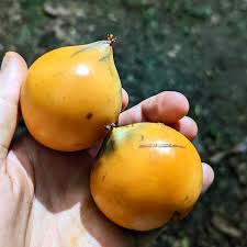 Gamboge (Garcinia hanburyi)