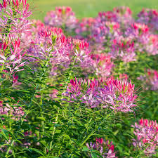 Cleome Seeds - Cherry Queen