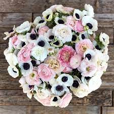 Anemone & Ranunculus Seeds - Alpine Mix