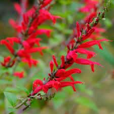 Scarlet Sage Salvia Coccinea Heat-Tolerant Flower Seeds