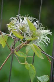 Clematis Seeds