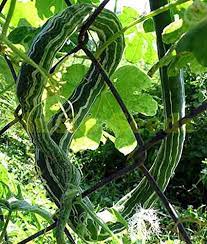 Melon Japanese Snake Cucumis melo fruit seeds for planting in backyard garden or vertical garden