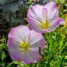 Showy Evening Primrose Seeds