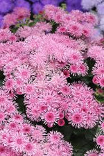close-up of fluffy rose ageratum blossoms

