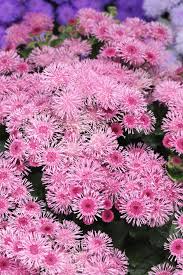 close-up of fluffy rose ageratum blossoms

