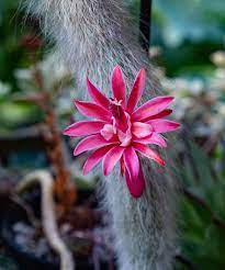 Hildewintera Colademononis- Monkey Tail Cactus - Cactus Plant Seeds for Planting - 100 seeds for planting in home garden