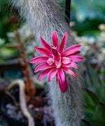 Hildewintera Colademononis- Monkey Tail Cactus - Cactus Plant Seeds for Planting - 100 seeds for planting in home garden
