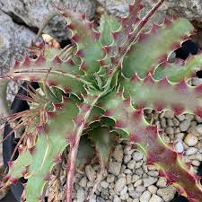Hechtia Sp Tehuacan Seeds for Planting - NON GMO Seeds for planting in home garden