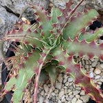 Hechtia Sp Tehuacan Seeds for Planting - NON GMO Seeds for planting in home garden