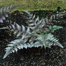 Japanese Painted Fern Plant Seeds for Planting heirloom & Non-GMO Seeds for planting in home garden