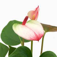 Pink & White Anthurium Flower Seeds – Non-GMO Heirloom Seeds for Planting for planting in your garden.