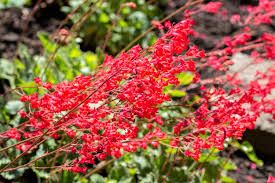 Red Coral Bells Flower Seeds for Planting - 100 seeds for planting in home garden