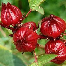 Roselle Flower Seeds for Planting - Non-GMO Heirloom Garden Seeds for Your Home Garden for planting in home garden