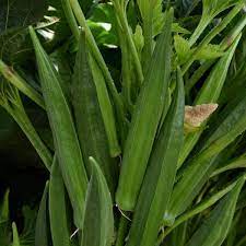 Baby Bubba Okra Abelmoschus esculentus seeds for compact garden planting