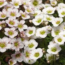 White Blush Saxifraga Flower Seeds for Planting, 100 seeds for planting in home garden