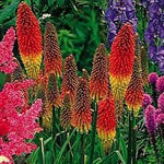 Mixed Red Hot Poker Plant Seeds for Planting - 100 pcs for planting in your garden.