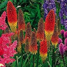Mixed Red Hot Poker Plant Seeds for Planting - 100 pcs for planting in your garden.