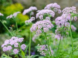 Chaerophyllum Flower Seeds for Planting - 100 pcs for planting in your garden.