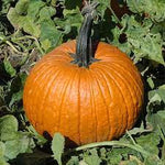 Cronus Pumpkin Cucurbita pepo seeds for planting