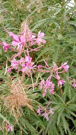 Willowherb Flower Seeds for Planting - 100 pcs for planting in your garden.