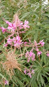 Willowherb Flower Seeds for Planting - 100 pcs for planting in your garden.