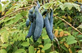 Sky Blue Cucumber Cucumis sativus for planting in patio garden
