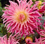 Favourite (Favourite scientific name) for planting in garden