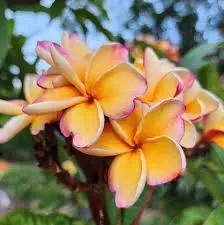 Peach Frangipani Flower Seeds for Planting - NON GMO Seeds for planting in home garden