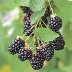 Dewberry/Blackberry Planting Seeds - Non-GMO, Heirloom for planting in home garden