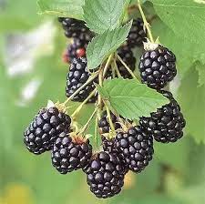 Dewberry/Blackberry Planting Seeds - Non-GMO, Heirloom for planting in home garden