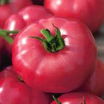 Heirloom Big Pink F Tomato Solanum lycopersicum for planting in home garden