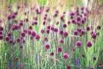 Sphaerocephalon Flower Seeds for Planting - 100 pcs for planting in your garden.