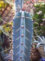 Blue Hankeanus Plant Seeds for Planting - 100 seeds for planting in home garden