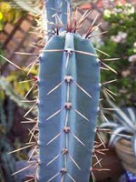 Blue Hankeanus Plant Seeds for Planting - 100 seeds for planting in home garden
