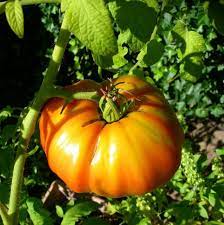 Hillbilly Potato Leaf Tomato Solanum lycopersicum seeds for planting