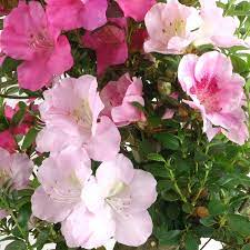 Mixed Satsuki Mischfarben Plant Seeds for Planting - NON GMO Seeds for planting in home garden