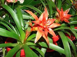 Hechtia Plant Seeds for Planting - 100 pcs for planting in your garden.