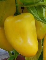 Rocoto Yellow Pepper – Fiery Andean Heirloom Crop – Dharaseeds