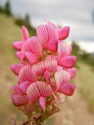 Heirloom Sainfoin Flower Seeds for Planting - 100 seeds for planting in home garden