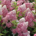 Purple Vanilla Fraise Flower Seeds for Planting - 100 pcs for planting in your garden.