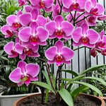 Heirloom Non-GMO Slipper Orchid Flower Seeds for Garden Planting – Rare Pink Bloom Variety for planting in your garden.