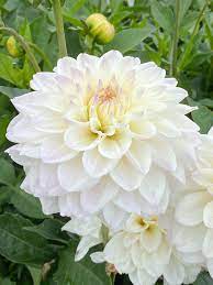 White Swan Dahlia Flower Seeds for Planting, 100 seeds for planting in home garden