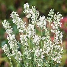 Heirloom Non-GMO White Lavender Seeds – Elegant Blooms for Serene Gardens for planting in your garden.