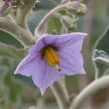 Solanum Flower Seeds for Planting, 100 seeds for planting in home garden