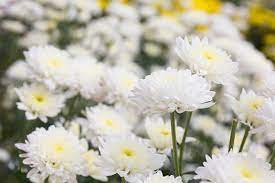 White Chrysanthemum or Quercifolia Flower Seeds for Planting - NON GMO Seeds seeds for planting in home garden