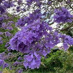 Purple Jacaranda Flower Seeds for Planting - NON GMO Seeds for planting in home garden
